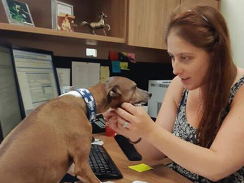 Meeting Chester the Italian Greyhound at Dartmouth Crossing